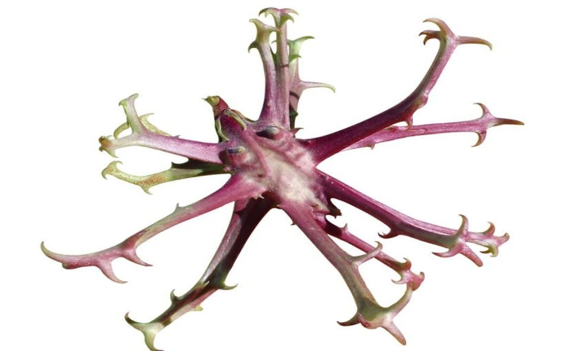 Devil extract in Hondrolife