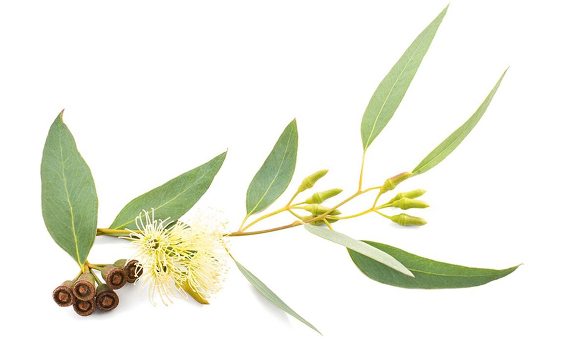 Eucalyptus oil in chondrolife